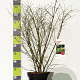 Euonymus alat. 'Compactus' 60-80 cm 12L