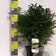 Euonymus alat. 'Compactus' 60-80 cm 12L