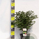 Euonymus alat. 'Compactus' 60-80 cm 12L