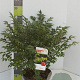 Euonymus alat. 'Compactus' 60-80 cm 12L