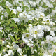 Exochorda Snow Day Blizzard 175-200 cm 20L met stok