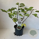 Ficus car. 'Del Portogallo' 40-50 cm 3,0L