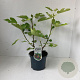 Ficus car. 'Del Portogallo' 40-50 cm 3,0L