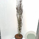 Frangula alnus Fine Line 150-175 cm 20L