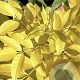 Fraxinus chinensis 'Emma's Gold' 250-300 cm cont. 130L