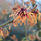 Hamamelis int. 'Orange Peel' 60-80 cm 12L