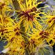 Hamamelis int. 'Primavera' 175-200 cm 20L