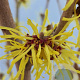 Hamamelis int. 'Westerstede' 80-100 cm 12L