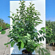 Halesia monticola 125-150 cm 20L