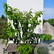 Heptacodium miconioides 175-200 cm 20L
