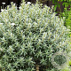 Hippophae rhamn. 'Hikul' 80-100 cm 20L