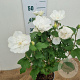 Hibiscus syr. White Chiffon 40-60 cm 3,0L