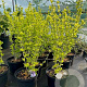 Hibiscus syr. 'Woodbridge' 60-80 cm 7,5L