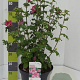 Hibiscus syr. 'Woodbridge' 80-100 cm 12L