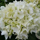 Hydrangea m. 'Soeur Thérèse' 80-100 cm 20L