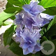 Hydrangea m. 'Zaunkönig' 80-100 cm 20L