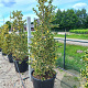 Ilex aq. 'Golden van Tol' 125-150 cm 20L