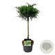 Juniperus pf. 'Mint Julep' 100-125 cm 35L breed
