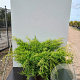 Juniperus pf. 'Old Gold' 80-100 cm 20L breed