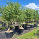 Koelreuteria paniculata 250-300 cm cont. 130L