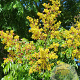 Koelreuteria pan. 'Coral Sun' 100-125 cm 20L