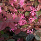 Loropetalum c. Black Pearl 150-175 cm 50L