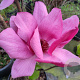 Magnolia Emperor 125-150 cm 20L