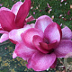 Magnolia Starburst 125-150 cm 20L