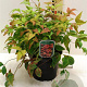 Nandina d. 'Firepower' 40-60 cm 7,5L