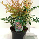 Nandina d. 'Gulf Stream' 80-90 cm 35L