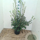 Osmanthus burkwoodii 100-125 cm 20L