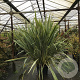 Phormium tenax 'Variegatum' 125-150 cm 50L