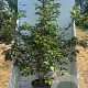 Prunus accolade 175-200 cm 20L