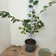 Prunus accolade 60-80 cm 7,5L