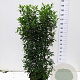 Prunus l. 'Angustifolia' 125-150 cm 20L
