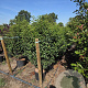 Prunus l. 'Angustifolia' 125-150 cm 20L