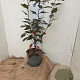 Prunus ser. 'Royal Burgundy' 60-80 cm 7,5L