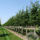 Prunus yedoensis 350-400 cm cont. 110L
