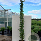 Rosa (K) 'American Pillar' 200-250 cm 20L 3 stok