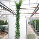 Rosa (K) 'Climbing Snow Princess' 200-250 cm 20L 3 stok
