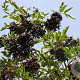 Sambucus nigra 'Haidegg' 125-150 cm 20L
