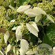 Schizophragma hyd. 'Windmills' 125-150 cm 20L 3 stok