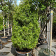 Sciadopitys verticillata 50-60 cm 12L