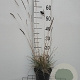 Sesleria autumnalis GM 2,0L