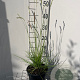 Sesleria autumnalis GM 2,0L