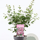 Syringa 'Josée' 30-40 cm 3,0L