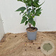 Syringa v. Beauty of Moscow 30-40 cm 3,0L