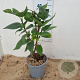 Syringa v. Beauty of Moscow 30-40 cm 3,0L