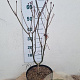 Syringa v. 'Ruhm von Horstenstein' 60-80 cm 7,5L