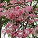 Toona sinensis 'Flamingo' 125-150 cm 20L